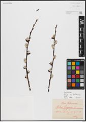 Foto von Salix caprea L.